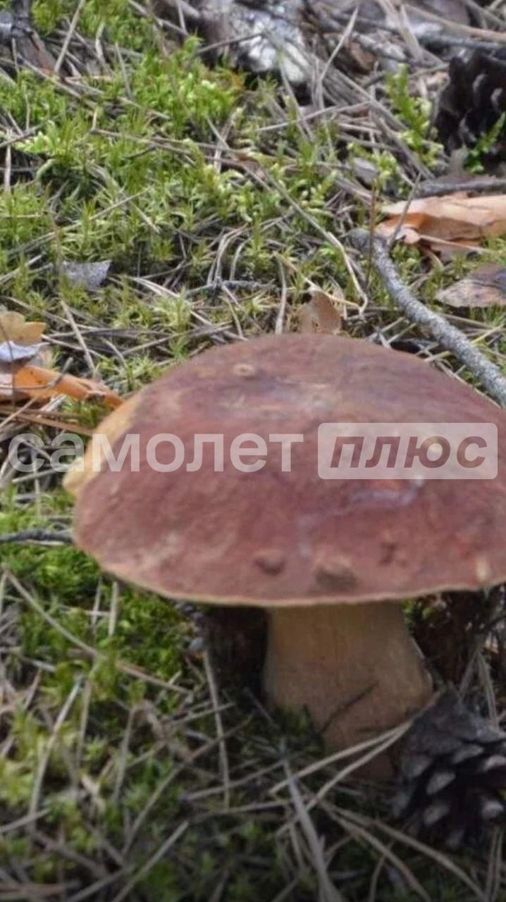 Продам участок для реализации мечты с нуля.

Тишина деревенской глубинки в 8 минутах от города.
Дорога ,автобусная остановка в 12 минутах(автобусы каждый час).

Кадастровый номер 35:22:0302027:37
Покажу,расскажу-звоните.
Документы готовы к продаже.
Собственник.